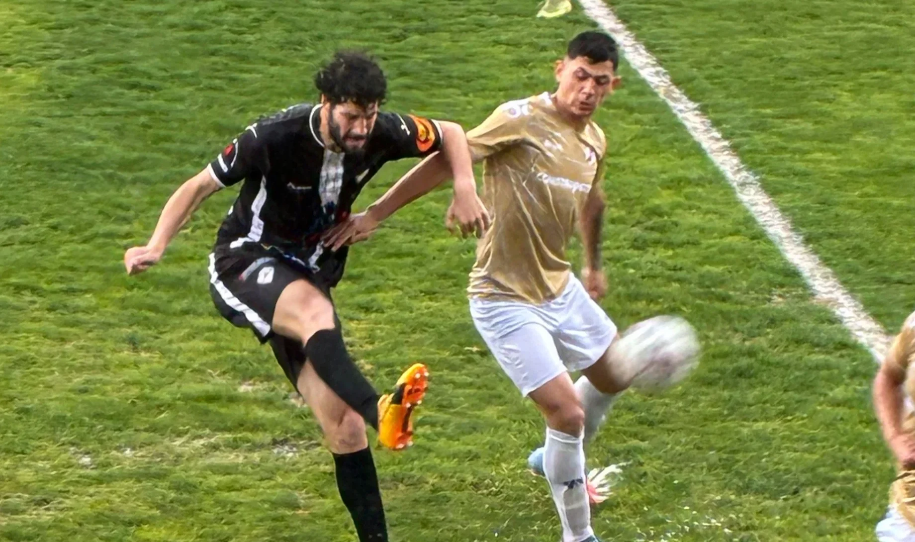 Lusitano Ferreira De Aves