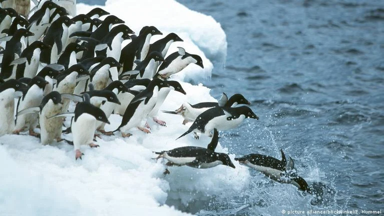 Pinguins
