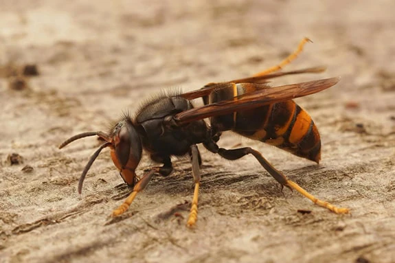 Vespa Asiatica