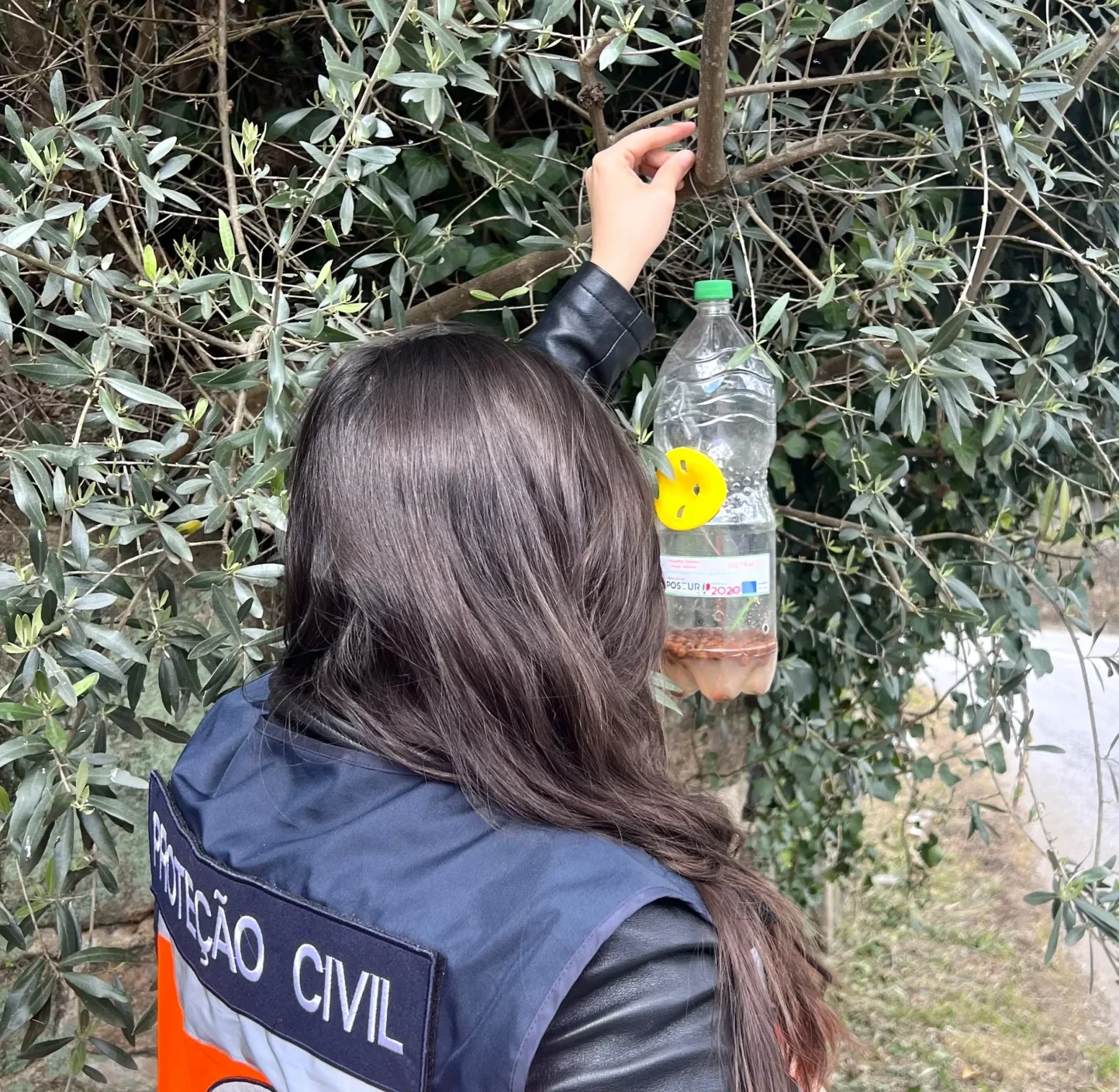 Vespa Asiatica Lamego