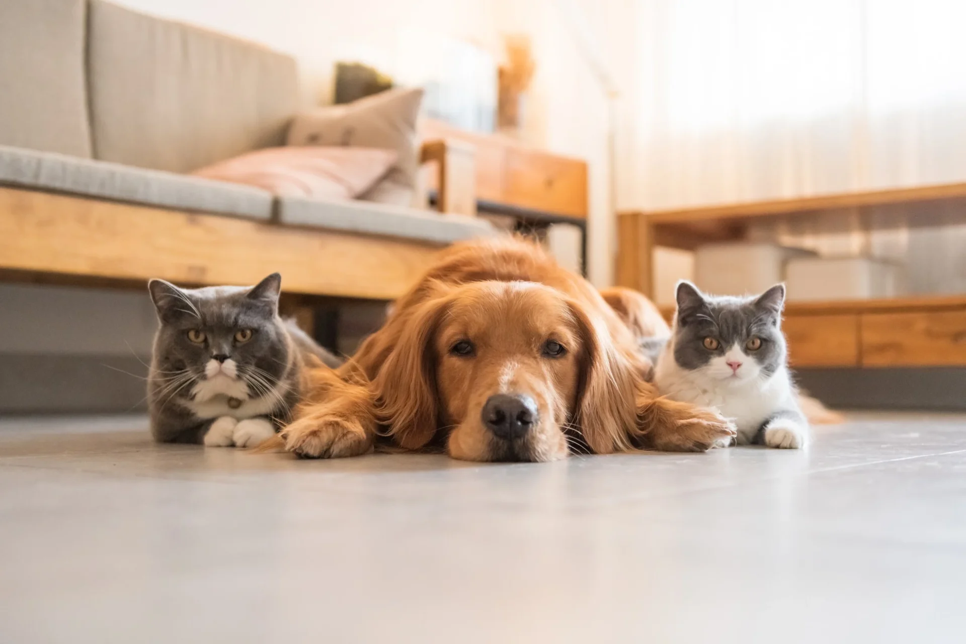 Animais