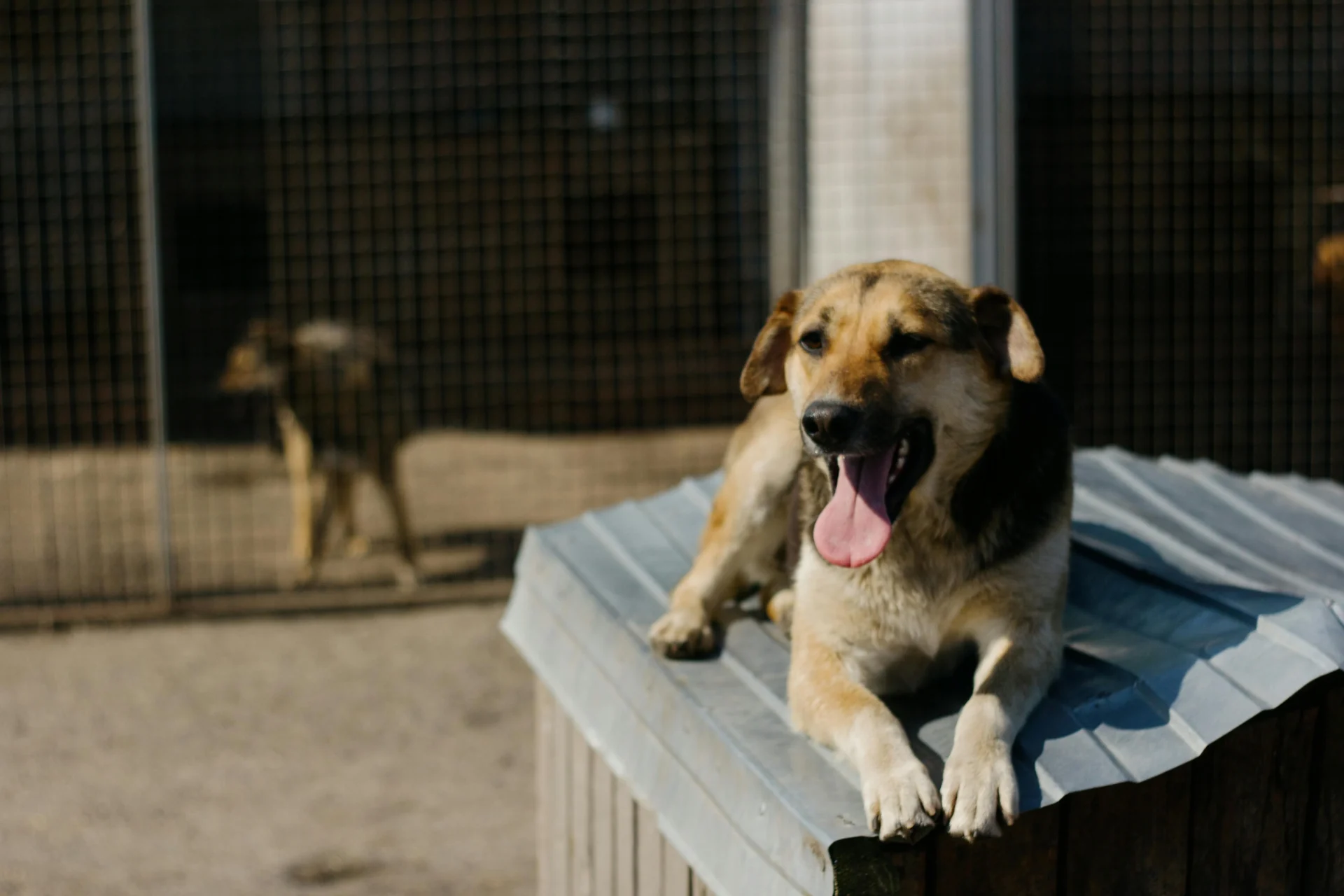 Cão Canil