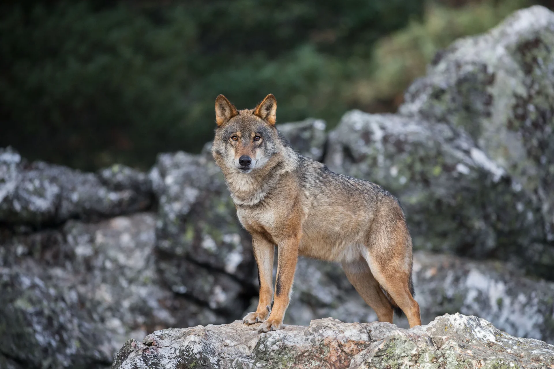 Lobo Iberico
