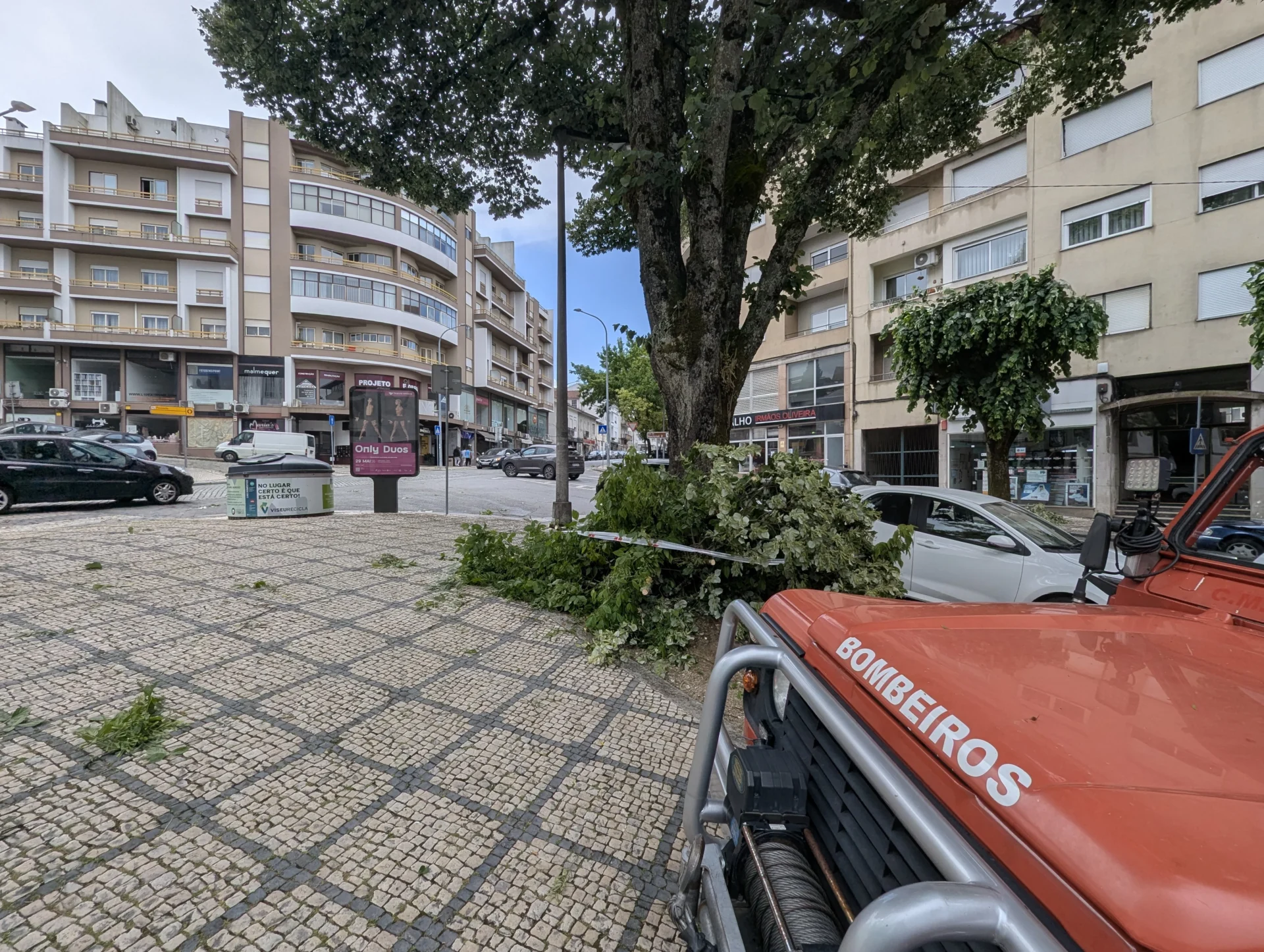 Queda De árvores