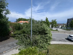Viatura árvore1