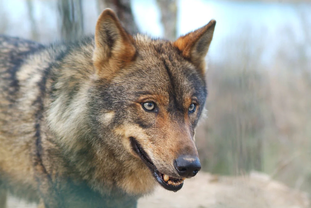 Lobo Ibérico