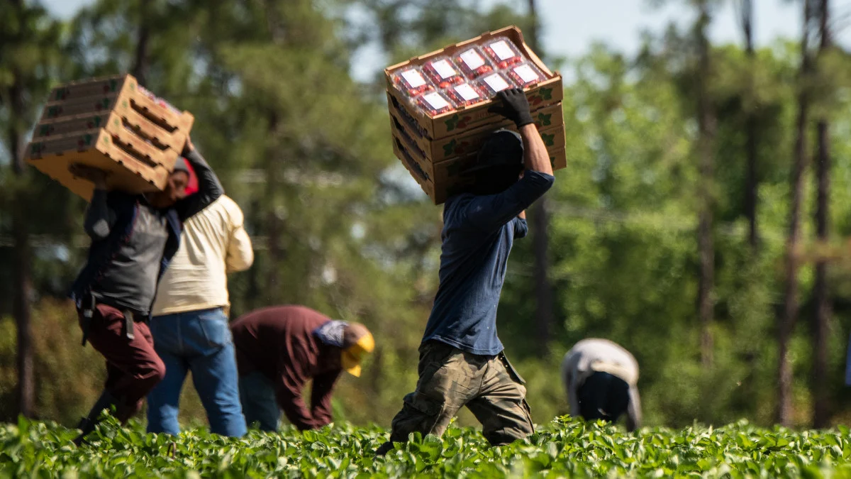 Trabalhadores Imigrantes A Trabalhar Na Agricutultura