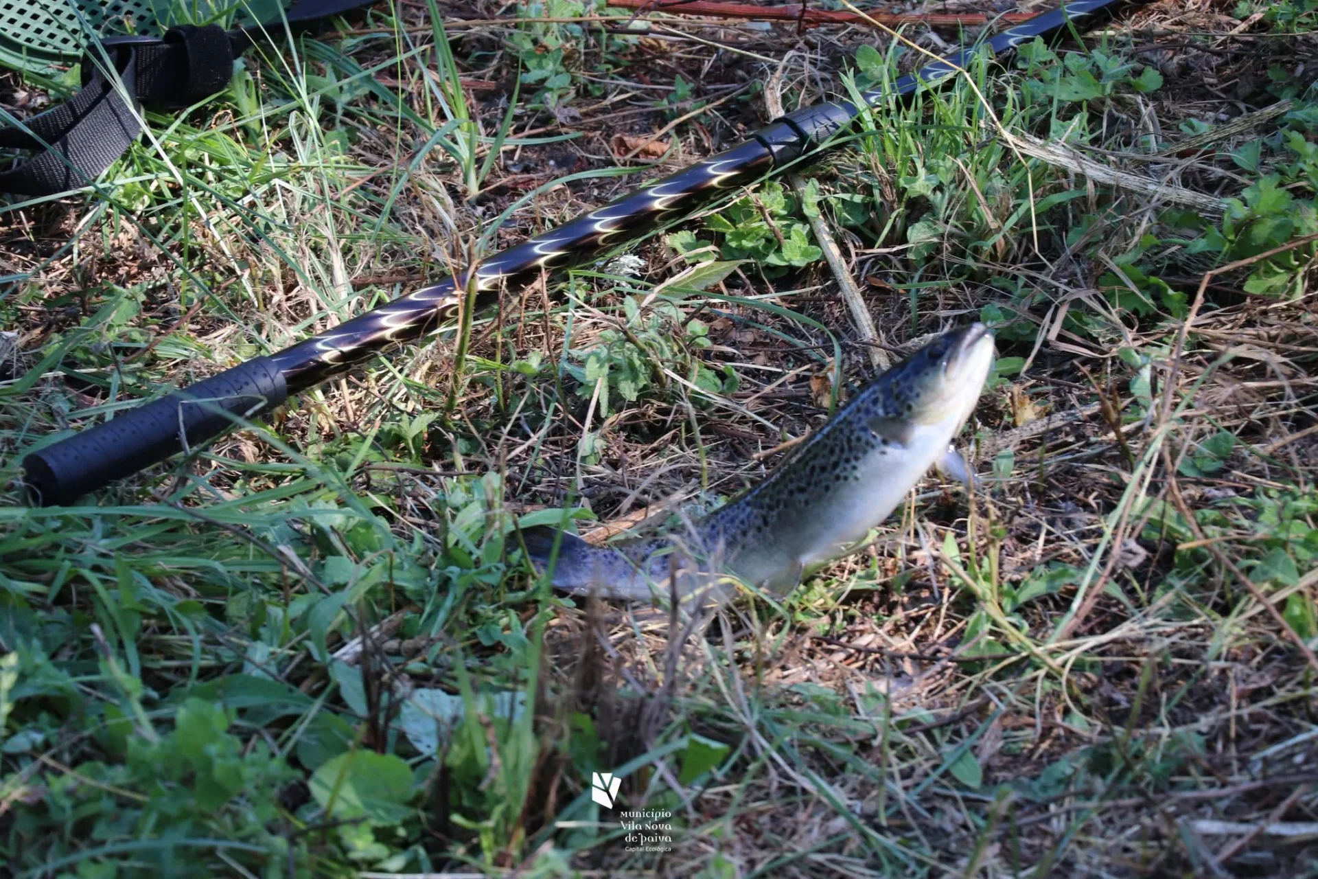 Pesca Da Truta Em Vila Nova De Paiva