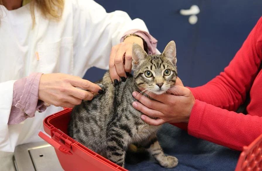 Veterinários Ordem Ar