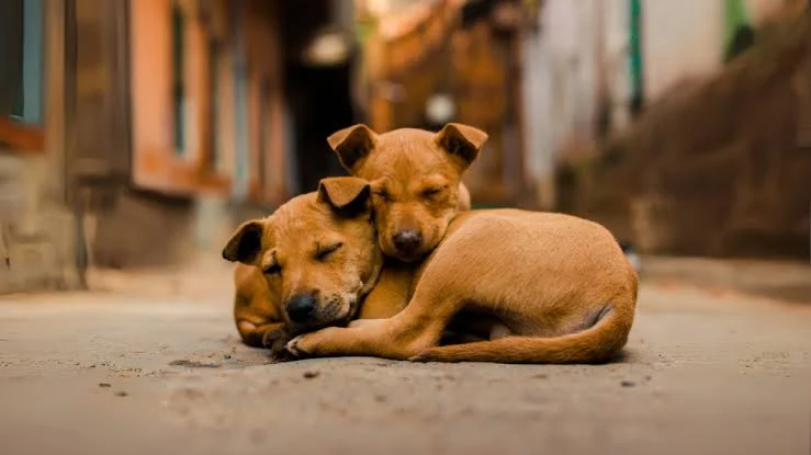 Animais Abandonados