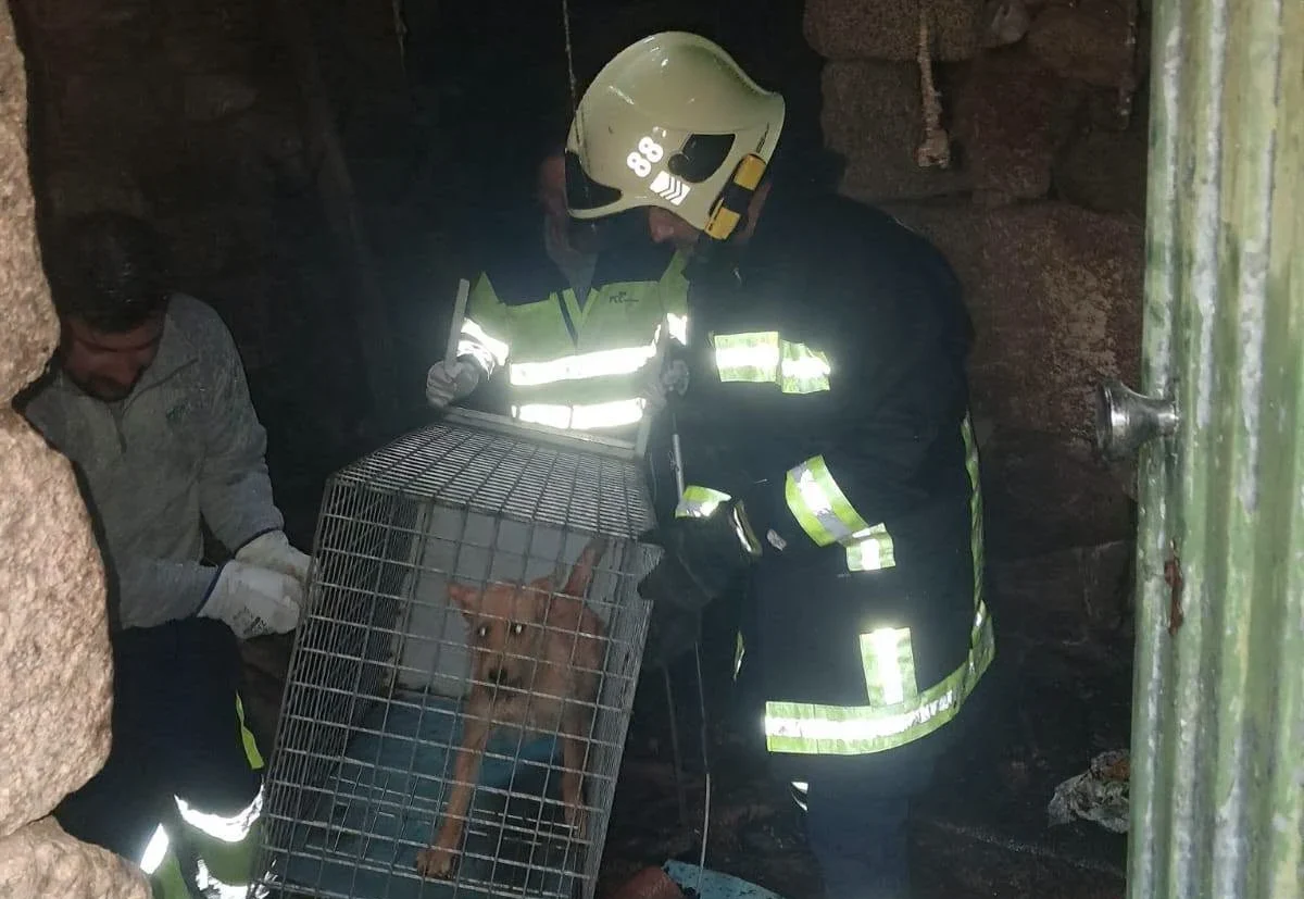 Bombeiros Moimenta Da Beira C&atilde;o