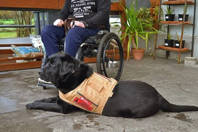 Cães De Assistência