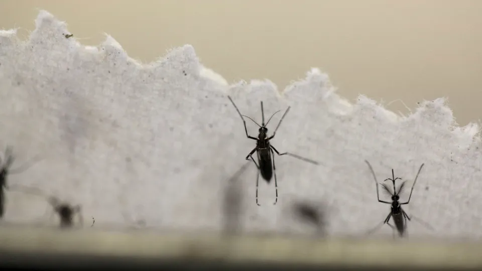 Mosquito Do Dengue