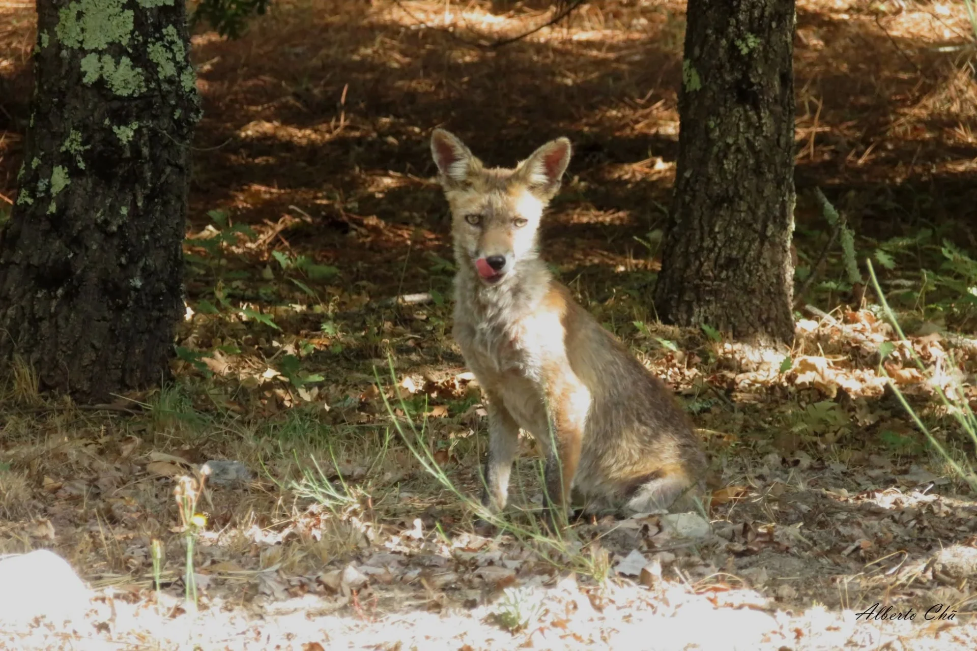 Raposa São Pedro Do Sul3