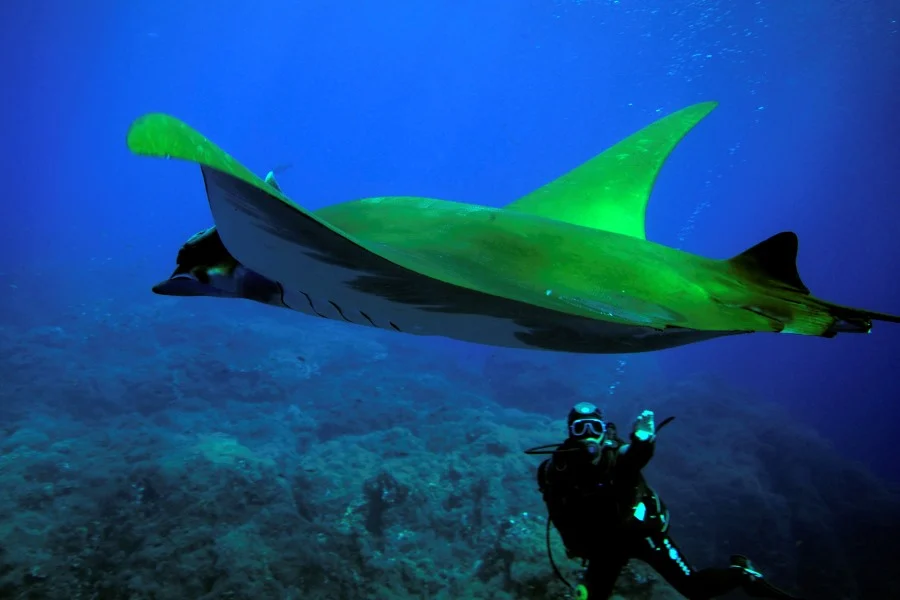 Temperatura Oceanos