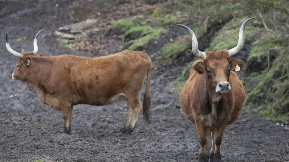 Vaca Raça Cachena