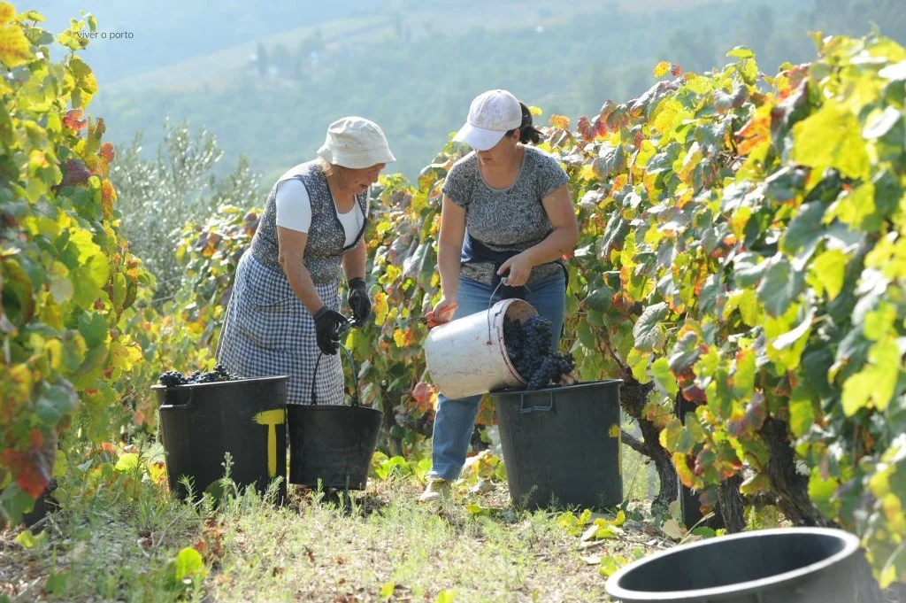 Vindamas Douro