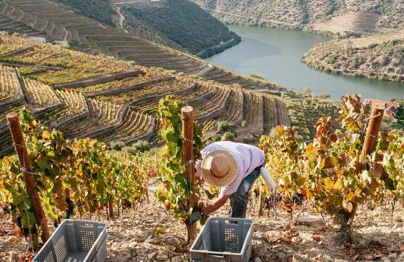 Vindimas Douro 2026