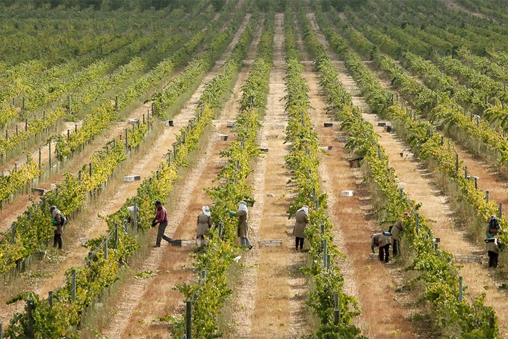 Vindimas No Alentejo