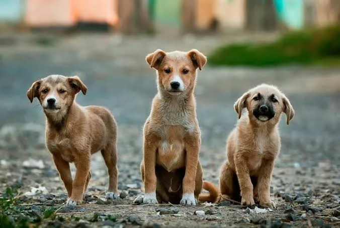 Animais Abandonados