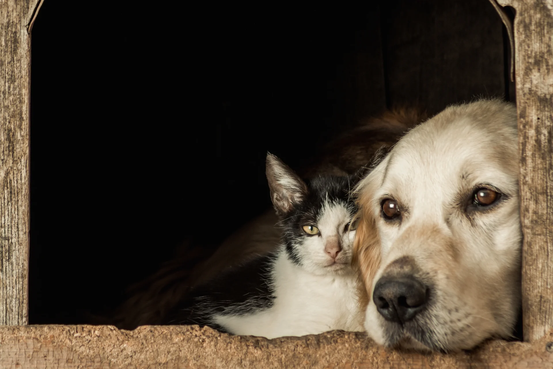 Animais Abandono