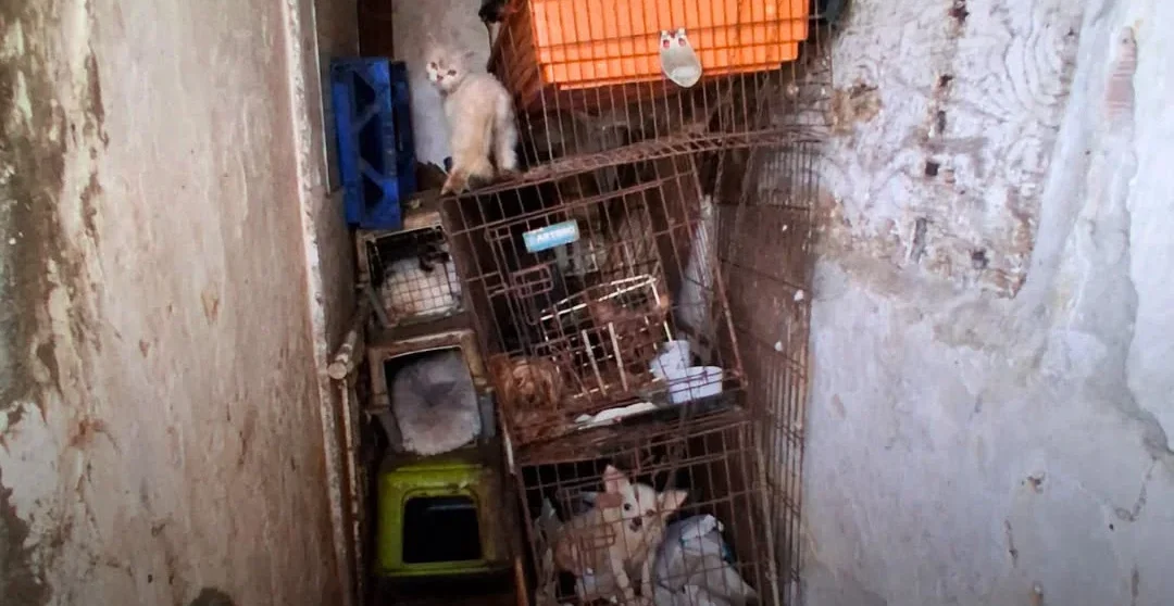 Animais