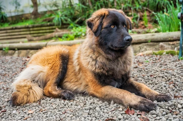 Cão Serra Da Estrela