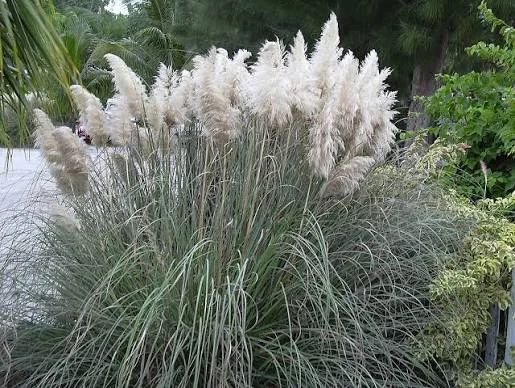 Cortaderia