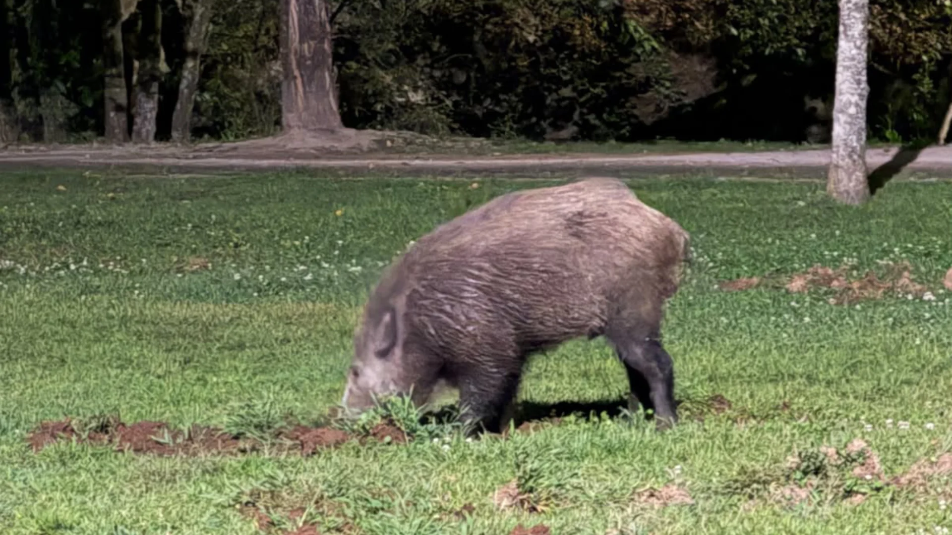 Javali Parque Santiago