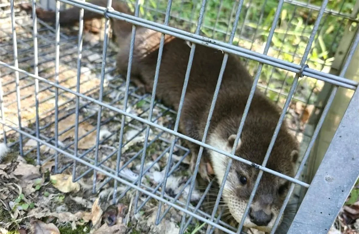 Lontra Gnr