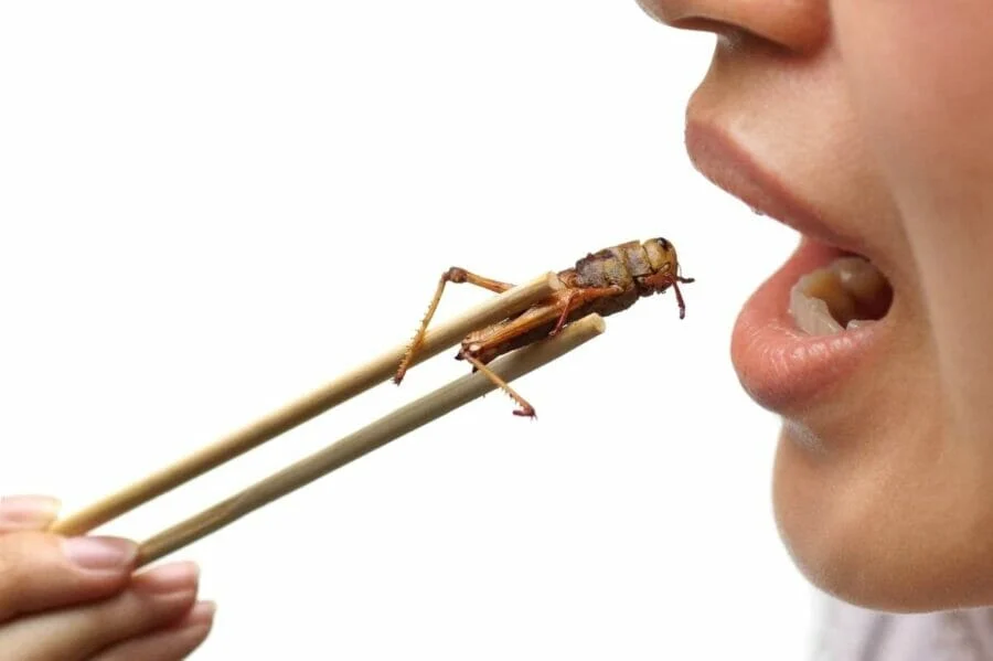 Manger Des Insectes Comestibles 1