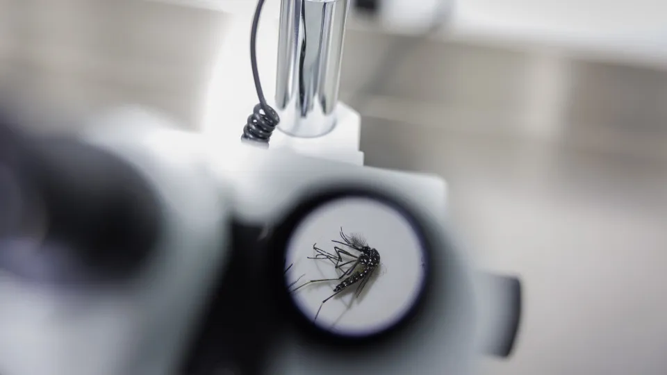 Mosquito Transmissor De Dengue Zika E Chikungunya