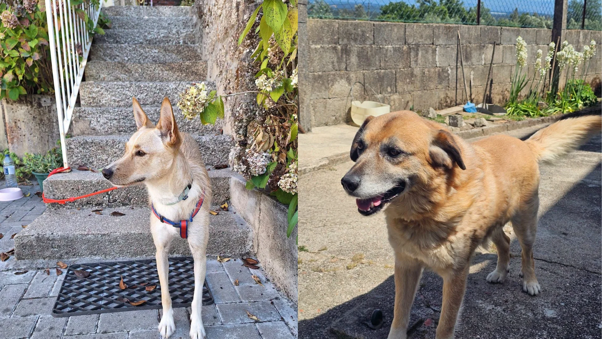 Santa Comba Dão Cães Adoção