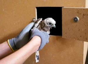Animais Recolhidos