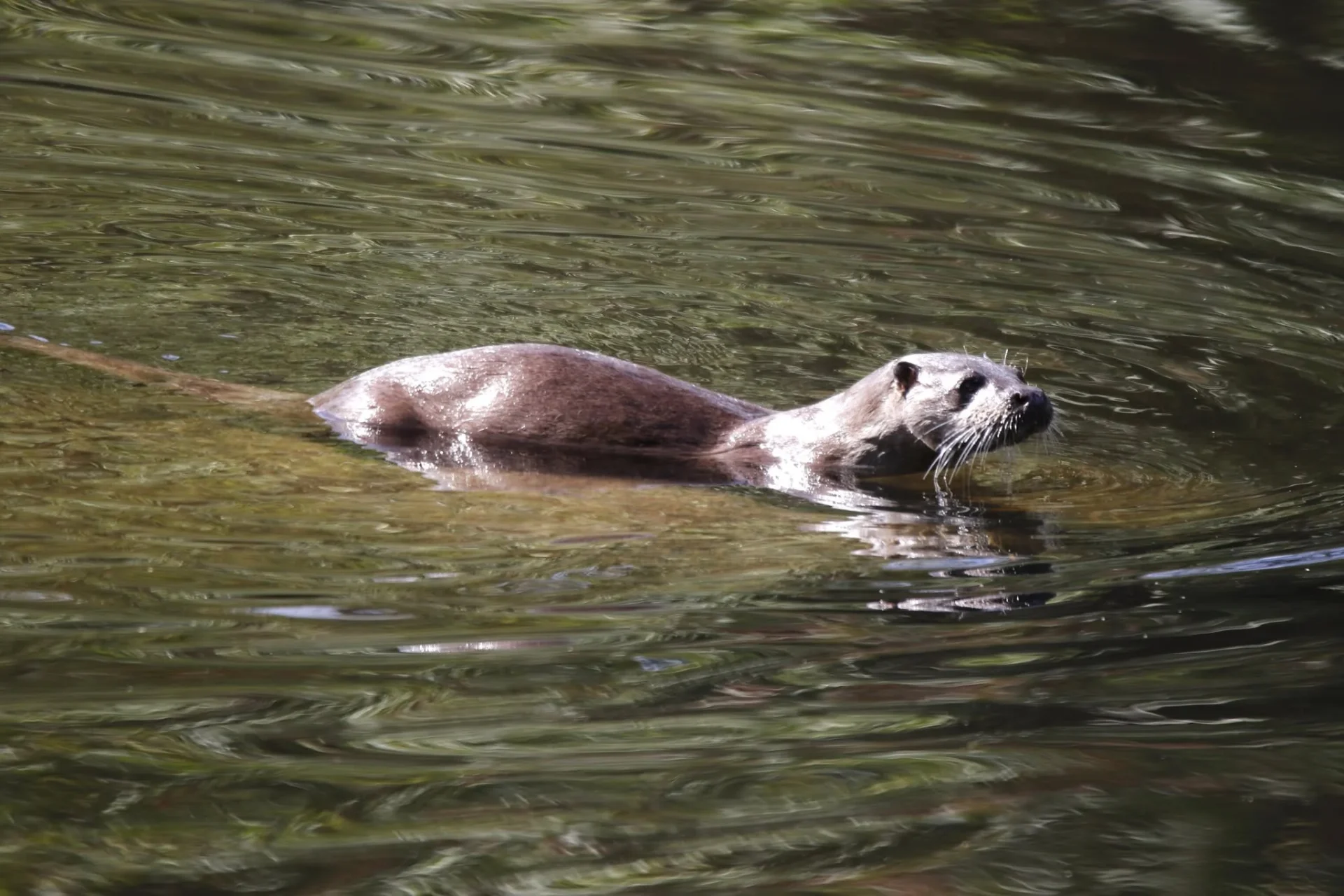 Lontra Rio Vouga Sao Pedro Do Sul