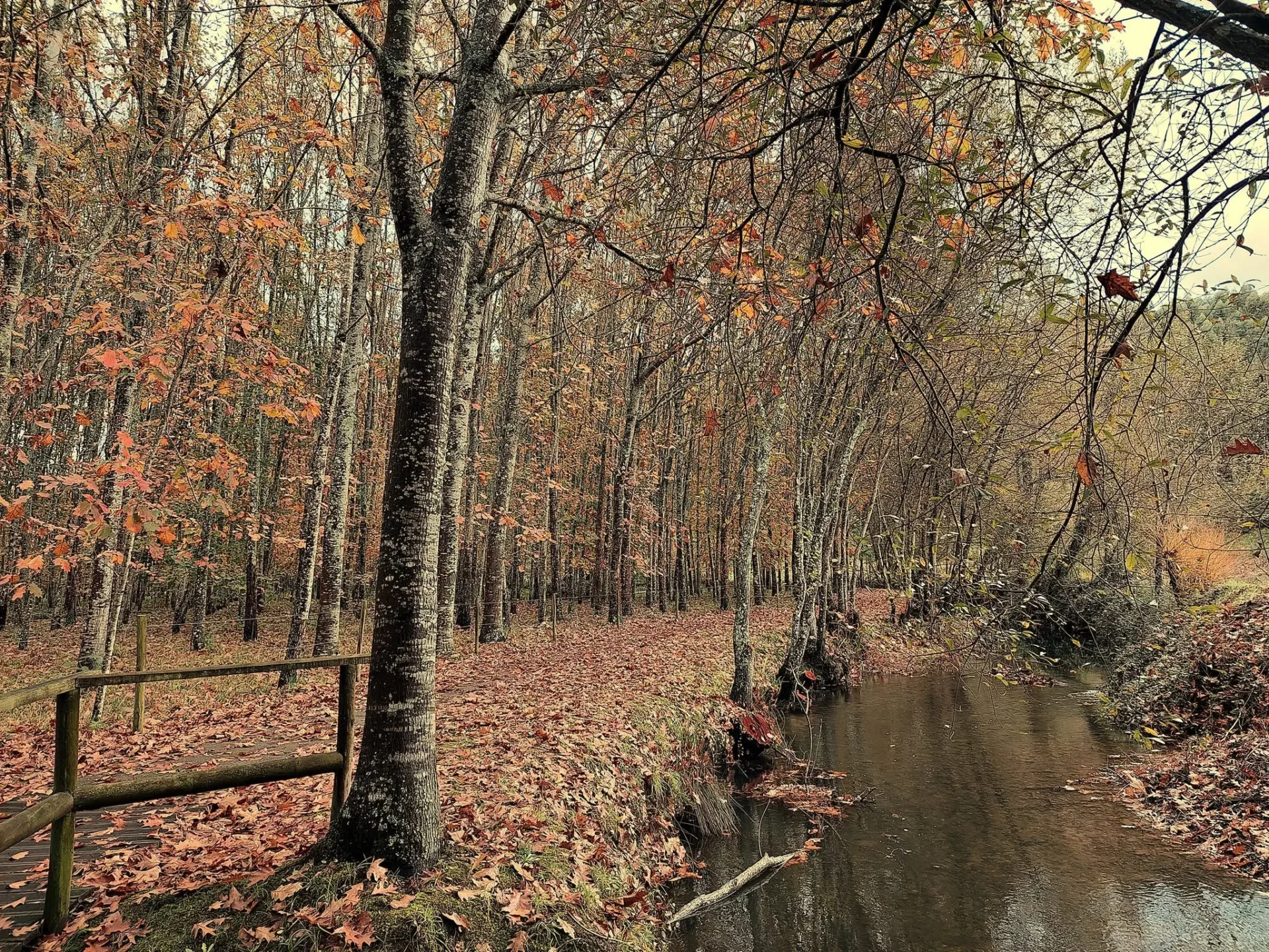 Ribeira Da Fraga Mortágua